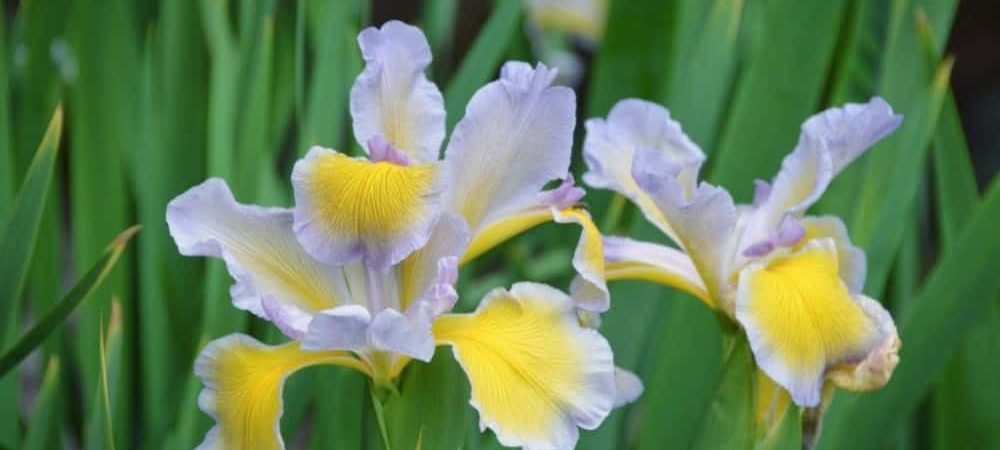 American Iris Society - Canada Information