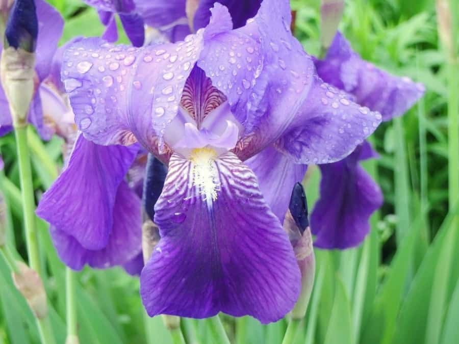 Bearded iris