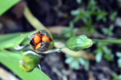 How to Collect Iris Seeds
