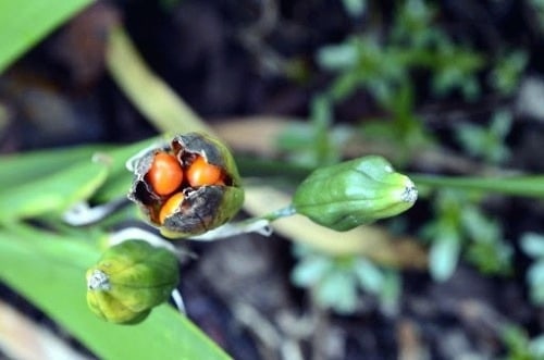 Germinating Iris Seeds