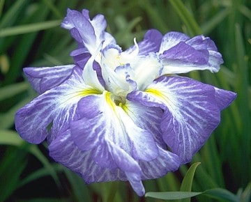 Growing Japanese Irises