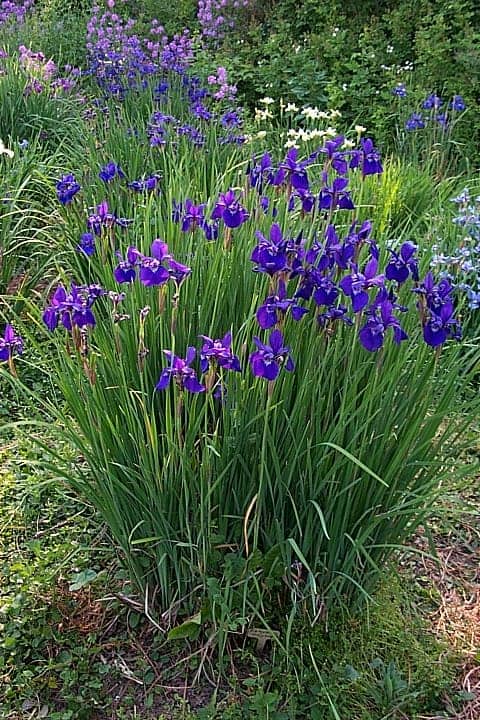 Image of Siberian irises plant