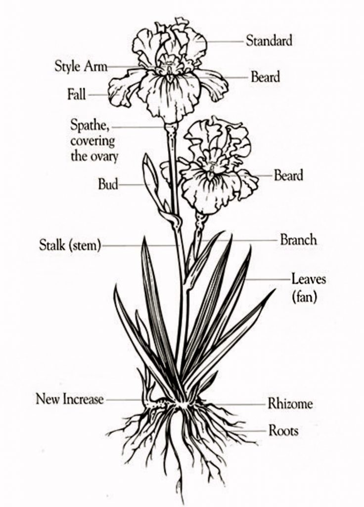 Iris component terms