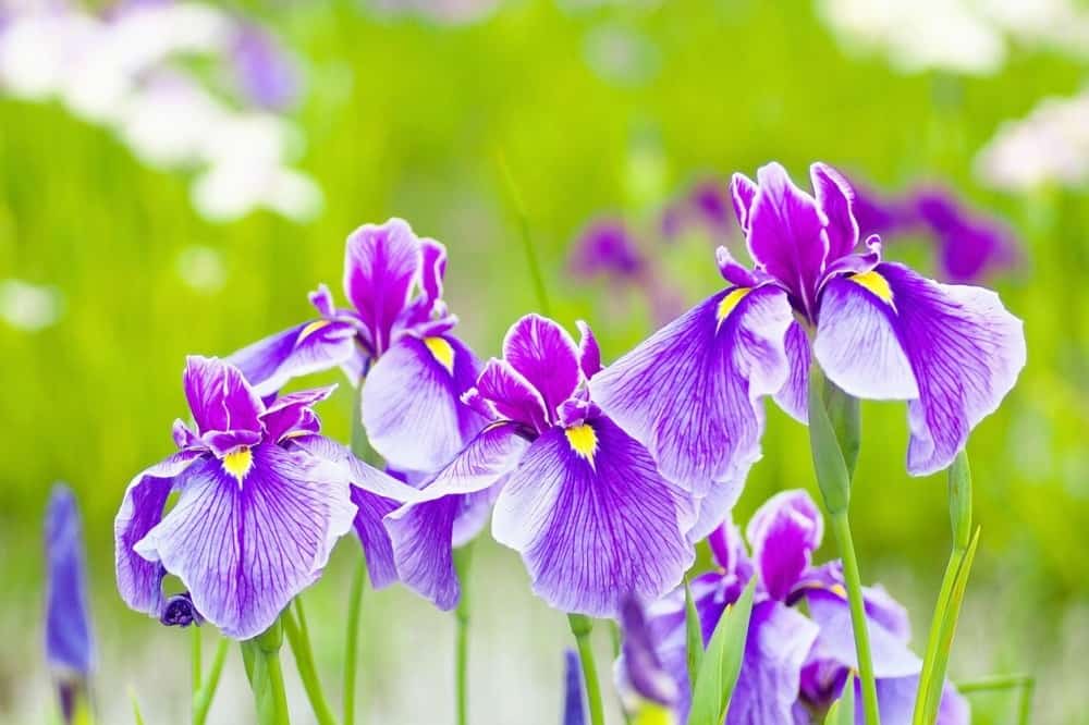 Iris Flowers - Rainbow Plants in Your Garden