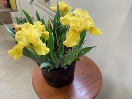 Iris in a pot