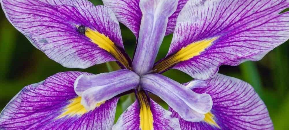 Iris terminology
