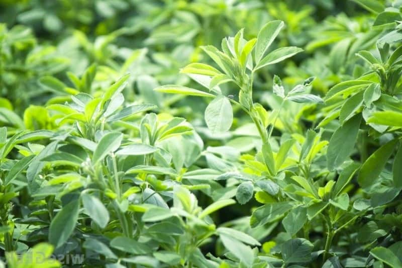 More on Alfalfa - Some Comments