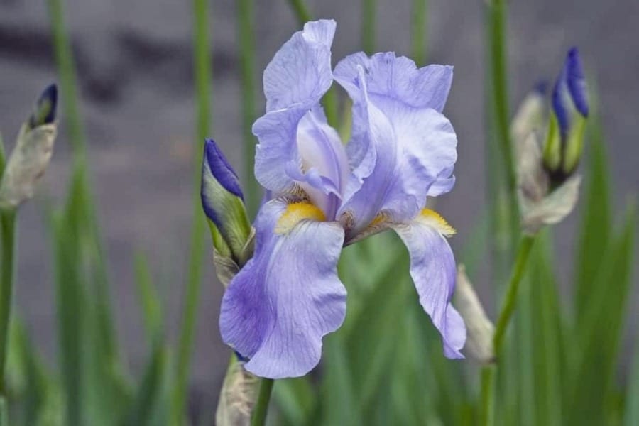 Rhizomatous iris