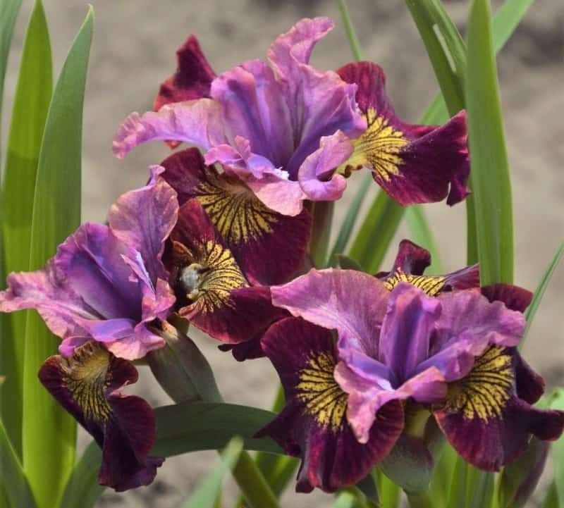 Siberian irises maintenance