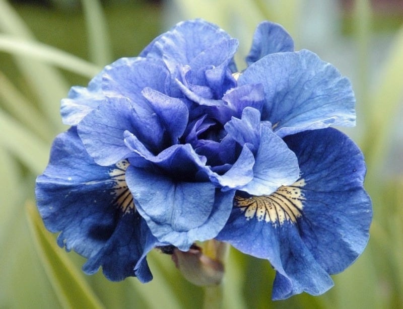 Growing Siberian Iris