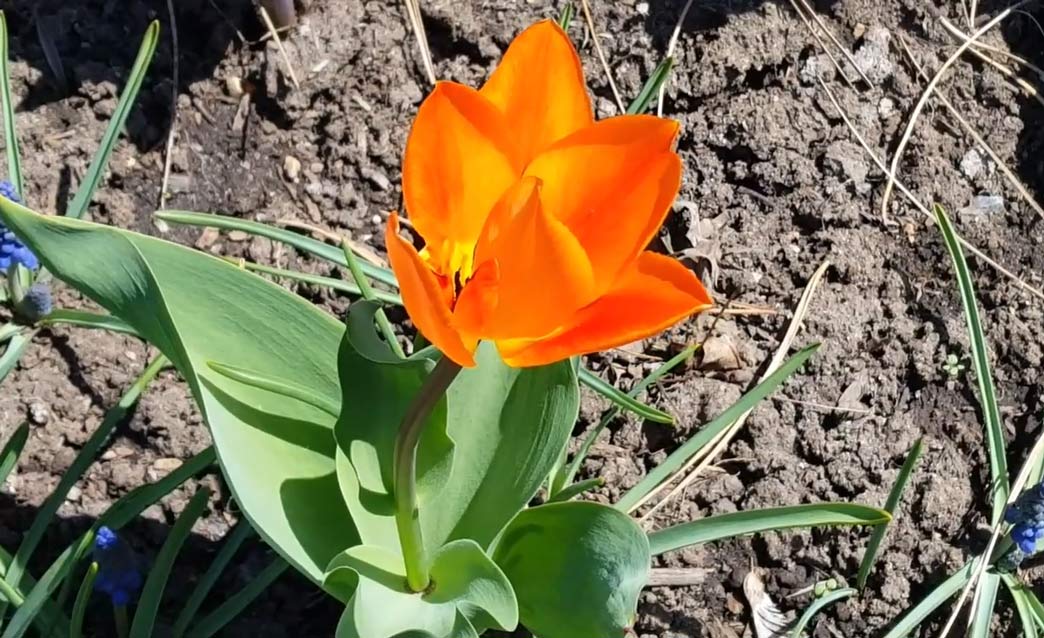 The Liberation75 Tulip are growing