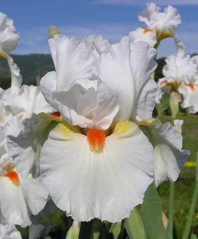 Bearded irises: how to grow. Location, soil, disease and planting