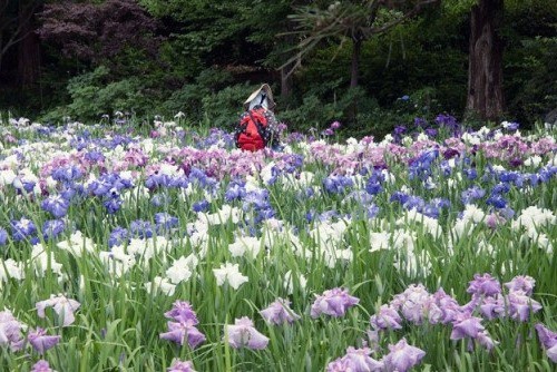 Yokosuka Iris Flower Garden